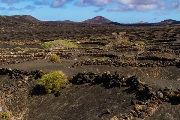 Traditional Viticulture Volcanic Soil Vineyards Geria Region Lanzarote Island Canary 스톡 사진