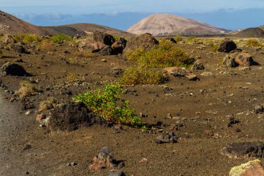 Vinegrera veya Kanarya doru (Rumex lunaria), lav tarlasında endemik bitki olan Kanarya adaları. Montana Colorada, Lanzarote, Kanarya Adaları, İspanya, Avrupa
