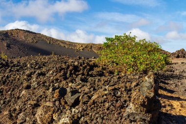 Vinegrera veya Kanarya doru (Rumex lunaria), lav tarlasında endemik bitki olan Kanarya adaları. Montana Colorada, Lanzarote, Kanarya Adaları, İspanya, Avrupa