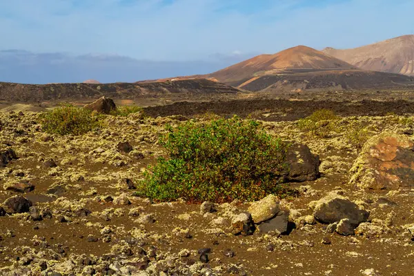 Vinegrera Canary Sorrel Rumex Lunaria Endemic Plant Canary Islands Lava Stock Image