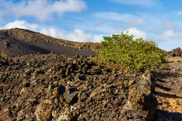Vinegrera Canary Sorrel Rumex Lunaria Endemic Plant Canary Islands Lava ロイヤリティフリーのストック画像