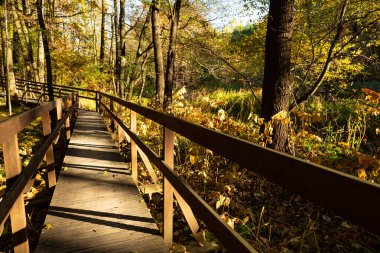 Sonbahar parkında boş tahta kaldırım. Bataklıkta uzun tahta bir köprü var. Katowice, Silezya, Polonya