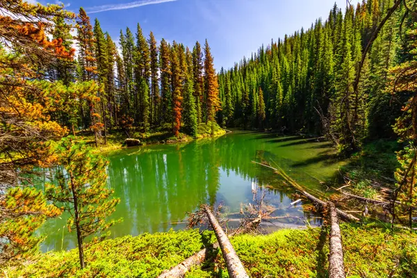 Rocky Dağları. Güzel Moose Gölü manzarası. Jasper Ulusal Parkı, Alberta, Kanada, Kuzey Amerika