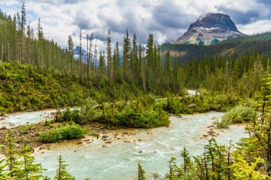 Takakkaw şelalesinden beslenen küçük bir dere. Field yakınlarındaki Yoho Ulusal Parkı. British Columbia, Kanada.