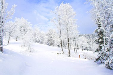 Kış manzarası. Kış manzarası. Polonya dağlarında buzlu ağaçlar ve çalılar. Beskid Dağları, Koszarawa, Silezya, Polonya