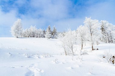Kış manzarası. Polonya dağlarında buzlu ağaçlar ve çalılar. Beskid Dağları, Koszarawa, Silezya, Polonya