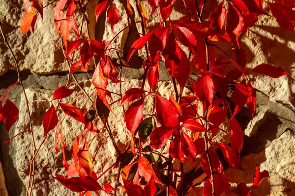 Geçmişi. Güzel kırmızı sonbahar yaprakları yaban sarmaşığı (Parthenocissus quinquefolia 'Engelmannii') açık taş bir duvarda