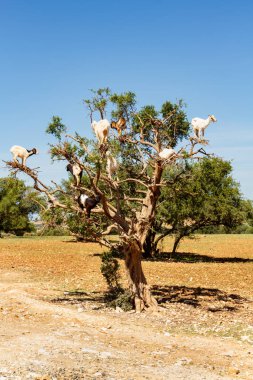 A native white Tamri goats climbing argan tree for food. Sous Valley, Southwestern Morocco.  clipart