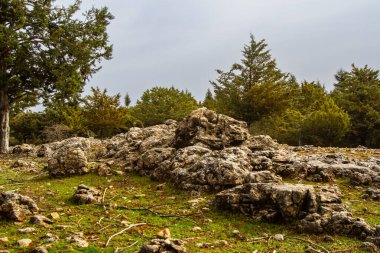 Dağların beyaz kayaları ve sedir ormanları. Atlas sedir (Cedrus atlantika) ağaçları. Ifrane Ulusal Parkı, Orta Atlas, Fas