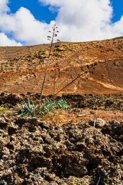 Hiking trail to Caldera Blanca. Agaves (Agave) in the lava field.Los Volcanes Natural Park, Lanzarote, Canary Islands, Spain clipart