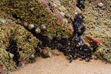 Geçmişi. Deniz canlılarıyla kaplı bir kaya. Yaygın midyeler, midyeler ve diğer deniz canlıları alçak gelgitte bir kayanın üzerinde