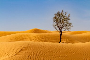 Background.  Solitary tamarisk tree  (Tamarix aphylla)  growing on a sand dune in the Sahara desert. Grand Erg Oriental, Tunisia clipart