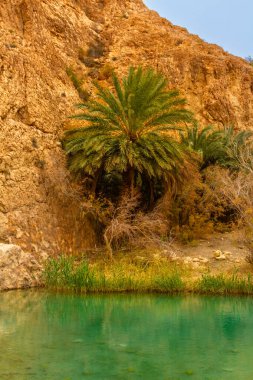 Background. Little pond  in the Atlas Mountains and Date palm. Chebika Oasis, Tunisia clipart