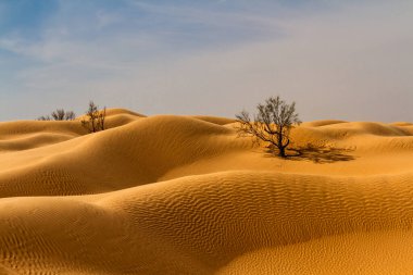 Background. Tamarisk trees  (Tamarix aphylla)  growing on a sand dunes in the Sahara desert. Jebil National Park, Grand Erg Oriental, Tunisia clipart