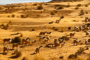 Çölde otlayan büyük bir koyun sürüsü (ovis aries). Tunus, Afrika