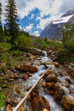Rocky Dağları. Buzul patikası boyunca uzanan küçük bir alp deresi. Edith Cavell, Jasper Ulusal Parkı, Kanada