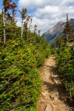Altı Buzul Ovası 'na yürüyüş yolu. Dağlarda dar bir yol. Rocky Dağları. Banff Ulusal Parkı, Alberta, Kanada