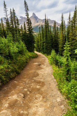 Parker Ridge 'e yürüyüş parkurunda. Dağlarda dar bir yol. Rocky Dağları. Banff Ulusal Parkı, Alberta, Kanada