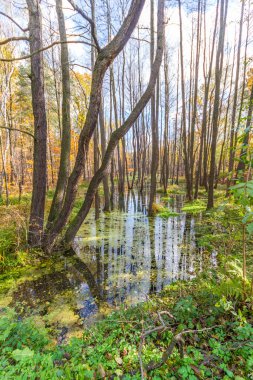 Madencilik hasarı. Madencilik arazisi, sudaki ölü ağaçlar. Muchowiec, Katowice, Silesia, Polonya