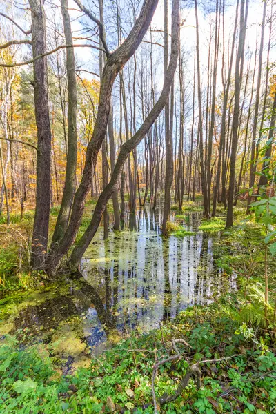 Madencilik hasarı. Madencilik arazisi, sudaki ölü ağaçlar. Muchowiec, Katowice, Silesia, Polonya