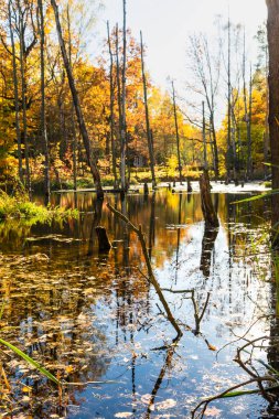 Madencilik hasarı. Sonbaharda bir orman parkında gölet. Madencilik arazisi, sudaki ölü ağaçlar. Muchowiec, Katowice, Silesia, Polonya