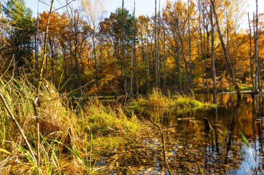 Madencilik hasarı. Sonbaharda bir orman parkında gölet. Madencilik arazisi, sudaki ölü ağaçlar. Muchowiec, Katowice, Silesia, Polonya