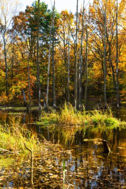 Madencilik hasarı. Sonbaharda bir orman parkında gölet. Madencilik arazisi, sudaki ölü ağaçlar. Muchowiec, Katowice, Silesia, Polonya