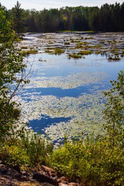 Fazla gelişmiş kunduz göleti. Kunduz göleti patikası. Algonquin İl Parkı, Ontario, Kanada.
