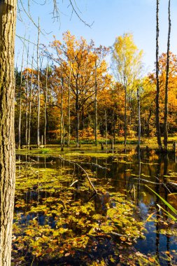 Madencilik hasarı. Sonbaharda bir orman parkında gölet. Madencilik arazisi, sudaki ölü ağaçlar. Muchowiec, Katowice, Silesia, Polonya