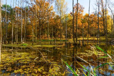 Madencilik hasarı. Sonbaharda bir orman parkında gölet. Madencilik arazisi, sudaki ölü ağaçlar. Muchowiec, Katowice, Silesia, Polonya