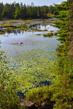 Fazla gelişmiş kunduz göleti. Kunduz göleti patikası. Algonquin İl Parkı, Ontario, Kanada.