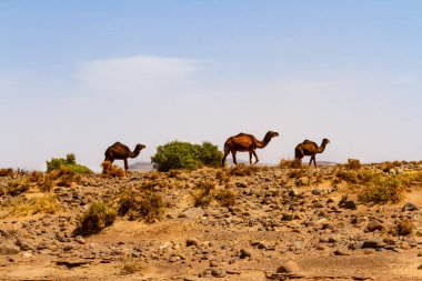 Develer, Dromedaries (Camelus dromedarius) taşlı çölde. Fas, Afrika