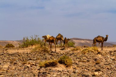 Develer, Dromedaries (Camelus dromedarius) taşlı çölde. Fas, Afrika
