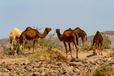 Develer, Dromedaries (Camelus dromedarius) taşlı çölde. Fas, Afrika