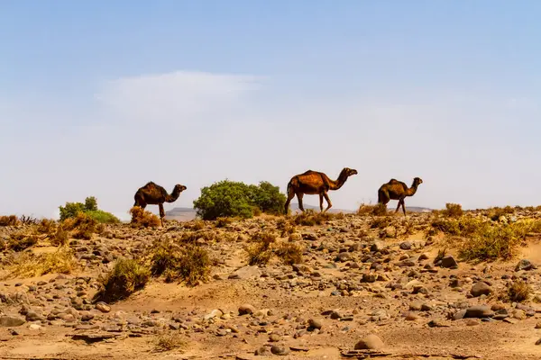 Develer, Dromedaries (Camelus dromedarius) taşlı çölde. Fas, Afrika