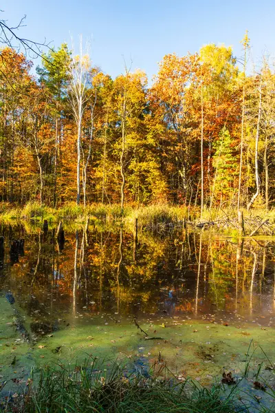 Sonbaharda bir orman parkında gölet. Madencilik arazisi, sudaki ölü ağaçlar. Madencilik hasarı. Muchowiec, Katowice, Silesia, Polonya