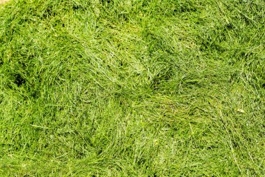 Geçmişi. Yakın plan. Taze kesilmiş çimen yığını