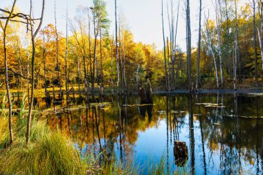 Sonbaharda parkta bir gölet. Madencilik arazisi, sudaki ölü ağaçlar. Madencilik hasarı. Muchowiec, Katowice, Silesia, Polonya