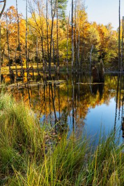 Sonbaharda parkta bir gölet. Madencilik arazisi, sudaki ölü ağaçlar. Madencilik hasarı. Muchowiec, Katowice, Silesia, Polonya
