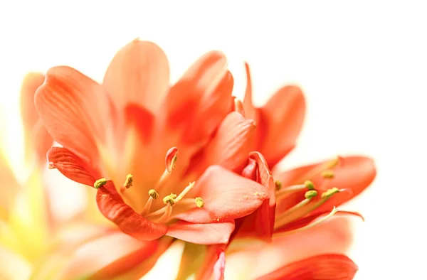 Turuncu Clivia Çiçekleri Güzel Kaffir Zambağı Clivia Miniata Çiçekleri Tamamen — Stok fotoğraf