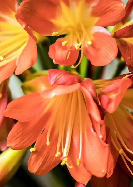Turuncu Clivia Çiçekleri Güzel Kaffir Zambağı Clivia Miniata Çiçekleri Tamamen — Stok fotoğraf