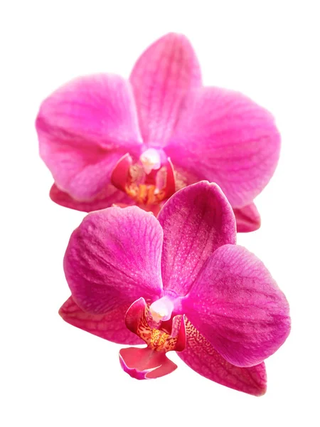 紫色のランの花の頭状花 白い背景に孤立した紫色の蘭の小枝を咲かせます — ストック写真