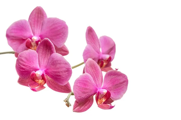 Mor Orkide Çiçeği Phalaenopsis Beyaz Arka Planda Izole Edilmiş Mor — Stok fotoğraf