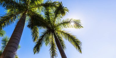 Deniz kıyısında güneş ışınlarında palmiye ağaçları. Kopyalama alanı olan resim