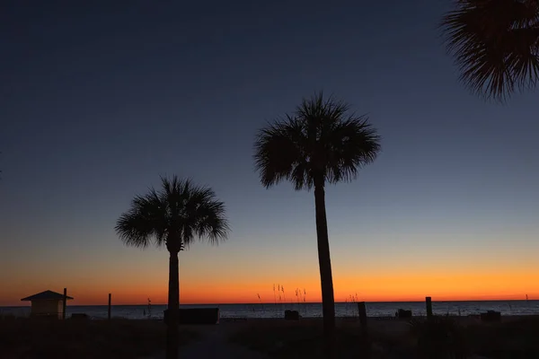 Palm Trees Sea Coast Rays Setting Sun Red Highlights Palm — Stock Photo, Image