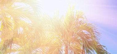 St. Petersburg, Florida 'da plajda güneş ışığında palmiye ağaçları