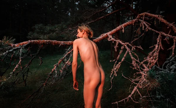 A young nude woman poses in a pine forest among old pines and dry branches, illuminated by the red rays of the setting sun. Nude art image