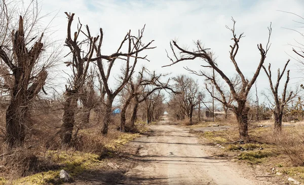 Copaci Deteriorați Din Mai Multe Explozii Lungul Unui Drum Sol — Fotografie, imagine de stoc