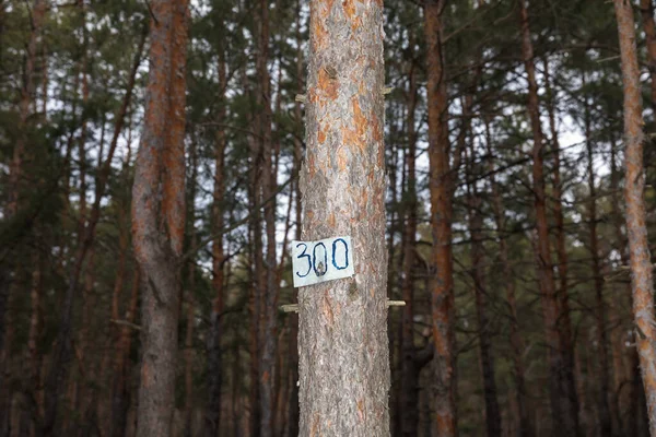Izium Ukraine Mar 2023 Grave Number Can Seen Pine Tree — Stock Photo, Image