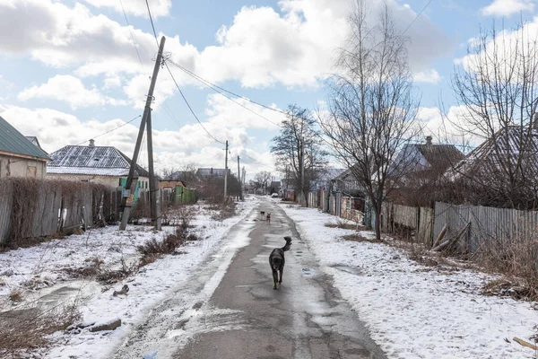 Zbłąkane Psy Widziane Ulicach Wsi Obwodzie Charkowskim — Zdjęcie stockowe